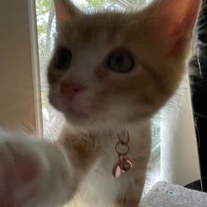 Meet your Posher, Destiny perez